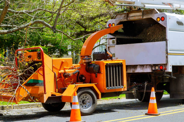 Best Lot and Land Clearing  in Cape May Court House, NJ